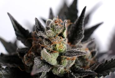 Samen 3+1 Lemon Haze Automatik Kannabia